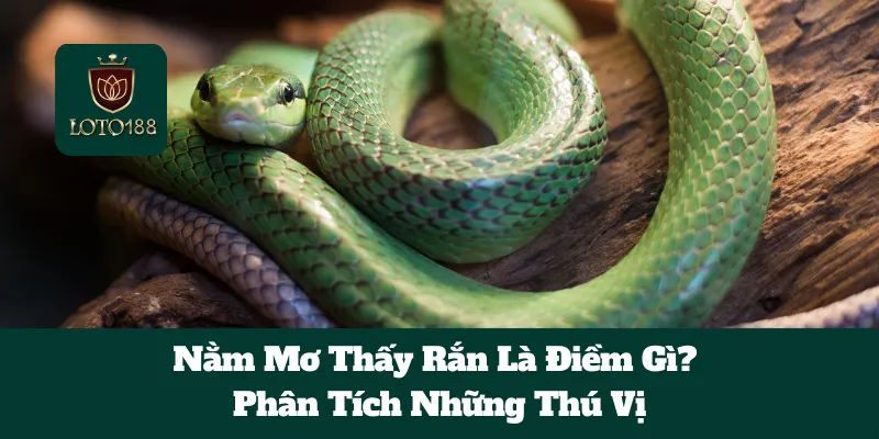 Nằm Mơ Thấy Rắn Là Điềm Gì? Phân Tích Những Thú Vị 5 Nằm Mơ Thấy Rắn Là Điềm Gì? Phân Tích Những Thú Vị